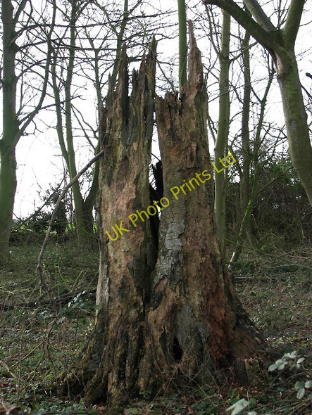 Photo 6"x4" Decaying tree trunk Crownthorpe c2008