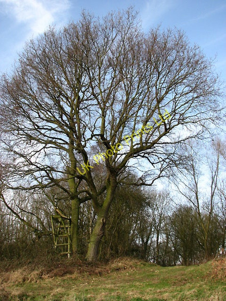 Photo 6"x4" Track through woodland Southburgh c2008