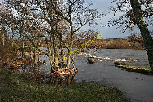 Photo 6"x4" Alders by the River Spey Fochabers c2008