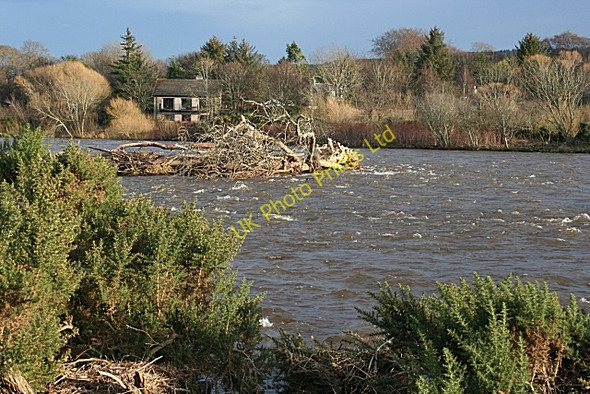 Photo 6"x4" River Spey with Uprooted Tree Fochabers c2008