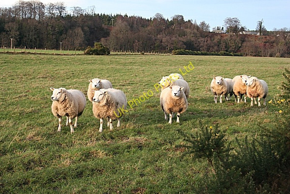 Photo 6"x4" Inquisitive Sheep Fochabers c2008