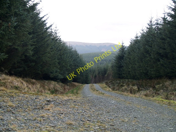 Photo 6"x4" Forest road near Peelbraehope Skelfhill c2008