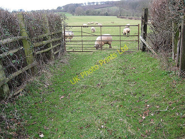Photo 6"x4" Grazing land near Acorn Wood Boulsdon c2008