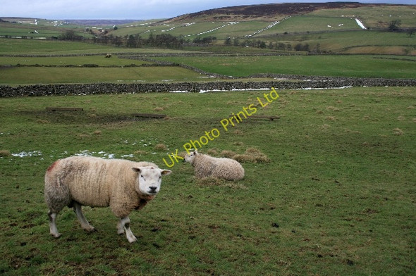 Photo 6"x4" Pasture, Nun Cote Nook Marrick c2008