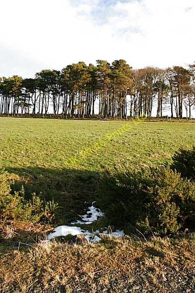 Photo 6"x4" Shelter Belt above Edintore Blackhillock\/NJ4348 c2008