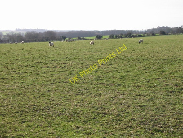 Photo 6"x4" Sheep field near Chillenden Chillenden c2008
