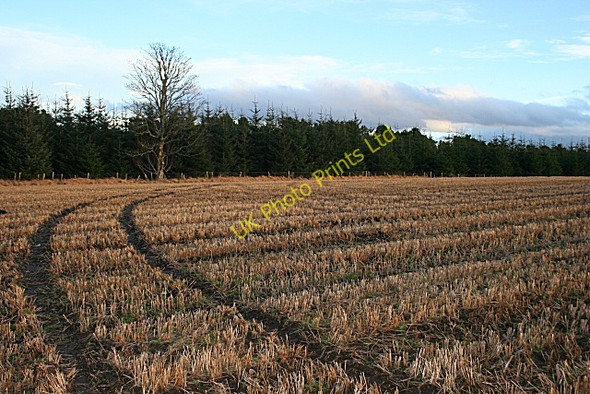 Photo 6"x4" Pitlurg Wood Ardonald c2008