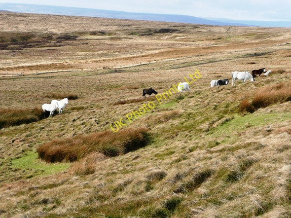 Photo 6"x4" Horses on Cefn Coch Garn-yr-erw c2008