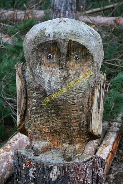 Photo 6"x4" Carved Owl in Haw Park Wood Cold Hiendley c2008