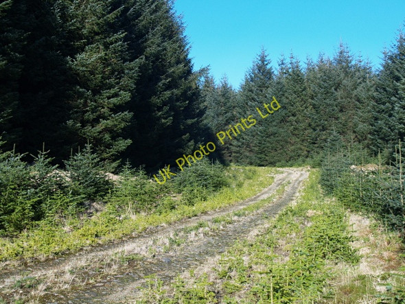 Photo 6"x4" Forestry road, Nap Hill March\/NS9914 c2008
