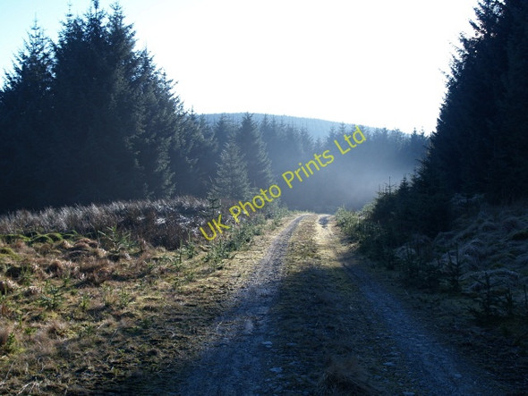 Photo 6"x4" Forestry road, Nap Hill March\/NS9914 c2008