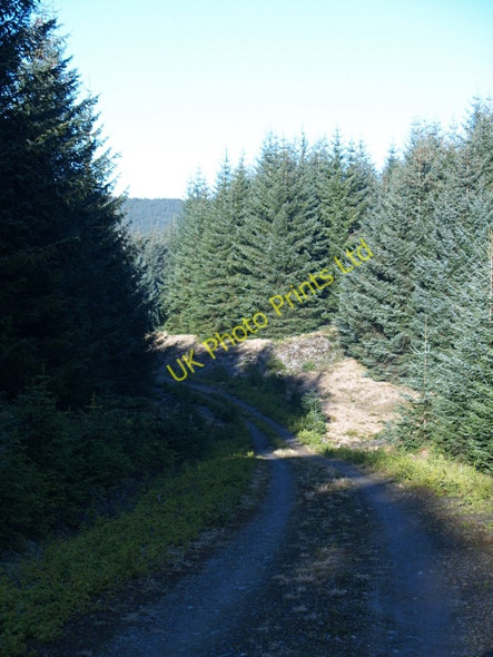 Photo 6"x4" Forestry road, Middle Rig March\/NS9914 c2008