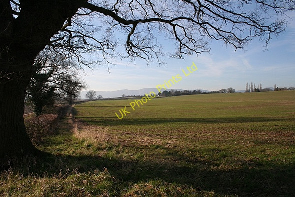 Photo 6"x4" New Growth The Hook c2008