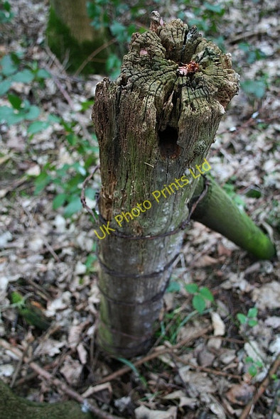 Photo 6"x4" Old Fence Post in Stubbs Wood Cold Hiendley c2008
