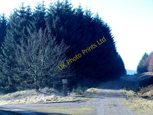 Photo 6"x4" Track junction, Howcleuch Forest March\/NS9914 c2008