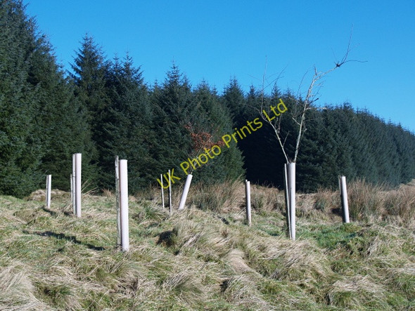 Photo 6"x4" Ecological diversity, Howcleuch Forest March\/NS9914 c2008