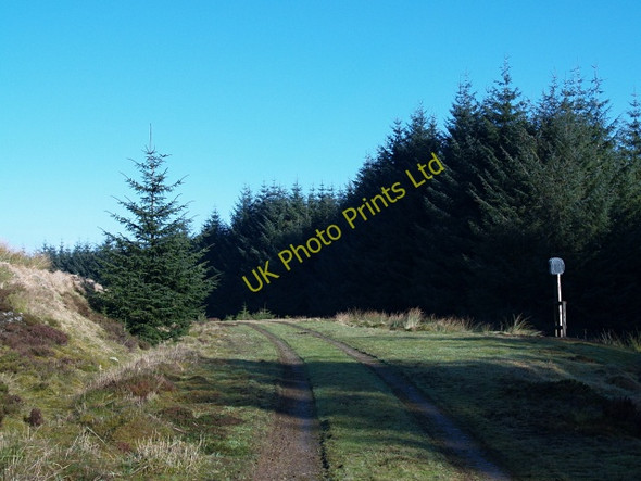 Photo 6"x4" Forestry road, The Rig March\/NS9914 c2008