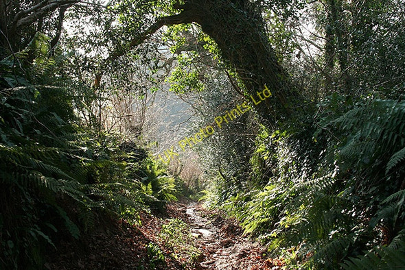 Photo 6"x4" Yealmpton: by Worston Wood Dunstone\/SX5951 c2008