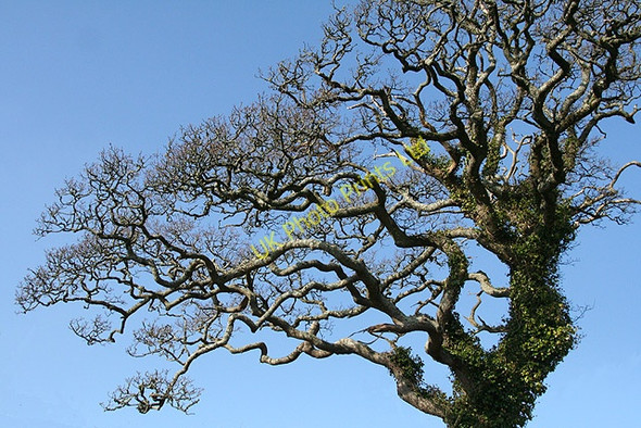 Photo 6"x4" Yealmpton: oak tree in Gipsy Lane Torr\/SX5851 c2008