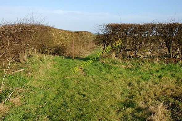 Photo 6"x4" Gap in the hedge Kelstern c2008