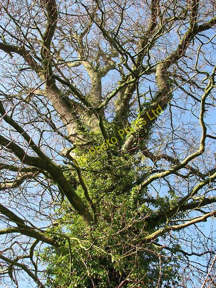 Photo 6"x4" View up a tree Oulton Stret c2008