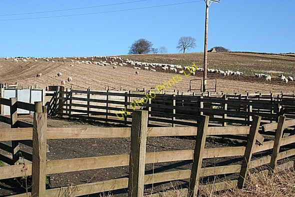 Photo 6"x4" Sheep at Backtack Craighead\/NJ4940 c2008