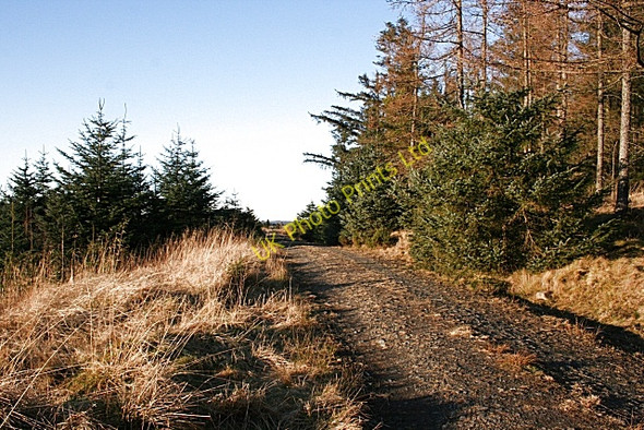 Photo 6"x4" Forest Road on Dunbennan Hill Craighead\/NJ4940 c2008