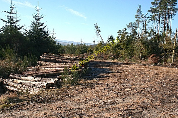 Photo 6"x4" Log Piles by the Forest Road Ardonald c2008