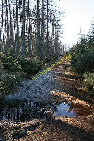Photo 6"x4" A Ford on the Forest Footpath Ardonald c2008