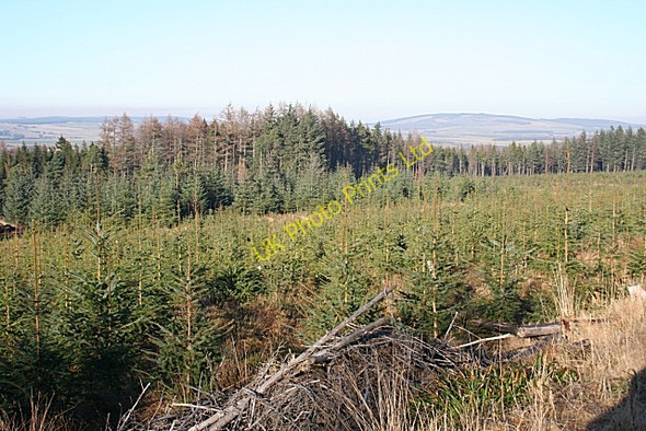 Photo 6"x4" Balloch Wood Davoch of Grange c2008