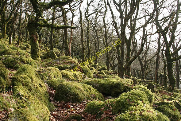 Photo 6"x4" Dartmoor Forest: Wistman\u00e2\u0080\u0099s Wood Two Bridges\/SX6075 c2008