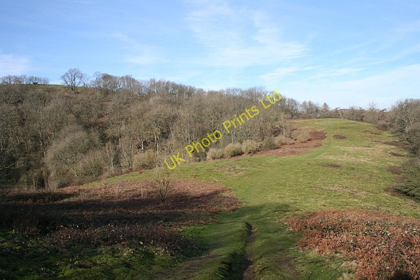 Photo 6"x4" Hollybush Hill Hollybush\/SO7636 c2008