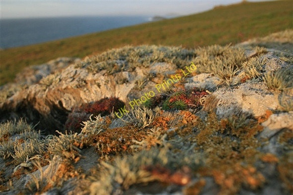 Photo 6"x4" Lichen, Kelsey Head West Pentire c2007