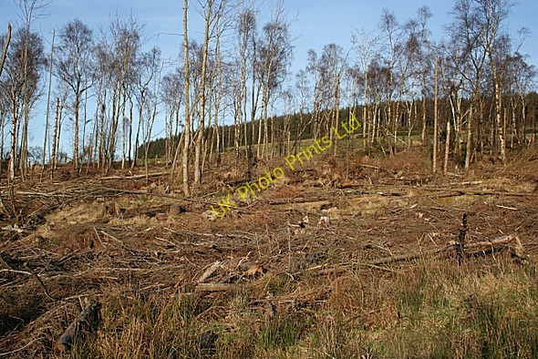 Photo 6"x4" Retanach Wood Moss-side\/NJ5550 c2008