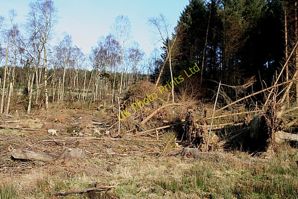 Photo 6"x4" Retanach Wood Moss-side\/NJ5550 c2008 P1