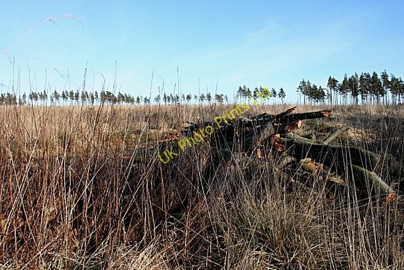 Photo 6"x4" Future Firewood? Nethermills c2008