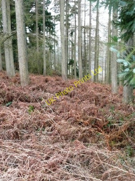 Photo 6"x4" Llanstephan plantation Llanstephan c2008