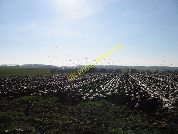 Photo 6"x4" Gulls gather over newly ploughed field Flemings c2008