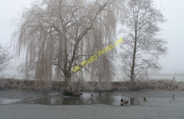 Photo 6"x4" Willow, ducks and frozen canal Long Eaton c2008