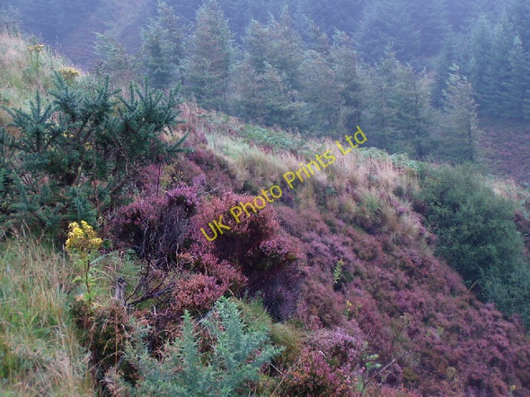 Photo 6"x4" Mist and Heather on the Ross Road, Arran Cnoc na Dail c2003