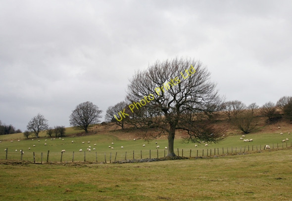 Photo 6"x4" Pasture land Horsleyhope c2008