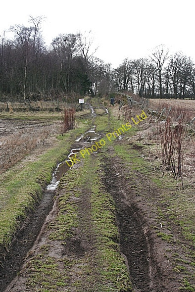 Photo 6"x4" Track into the Woods Whigstreet c2008