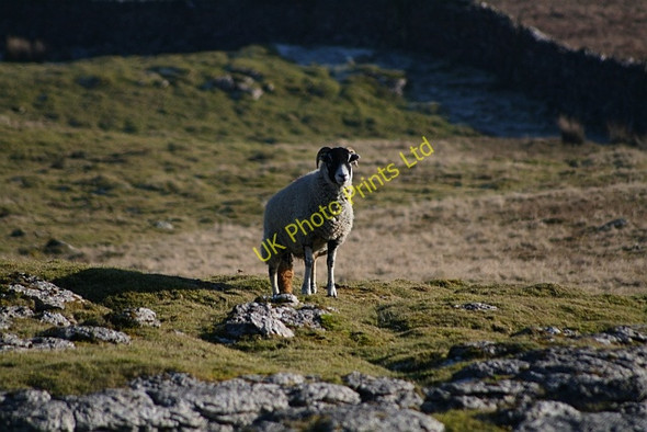 Photo 6"x4" Sheep on Herningside Newby Cote c2008