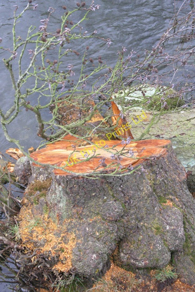 Photo 6"x4" Newly cut Alder, Dovedale Thorpe\/SK1550 c2008