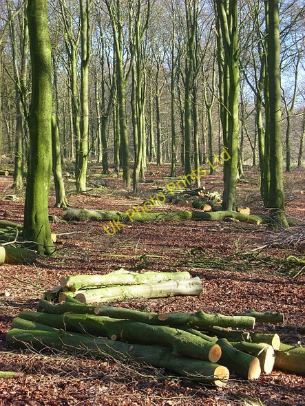 Photo 6"x4" Woodland on Lockinge Down Farnborough\/SU4381 c2008