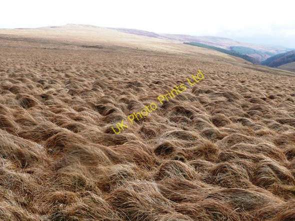 Photo 6"x4" Moorland grass Capel-y-ffin c2008
