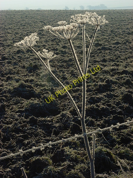 Photo 6"x4" Frosty hogweed near Lockinge Wantage c2008