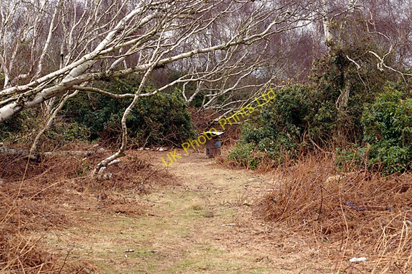 Photo 6"x4" Food for the Birds Homer Green c2008