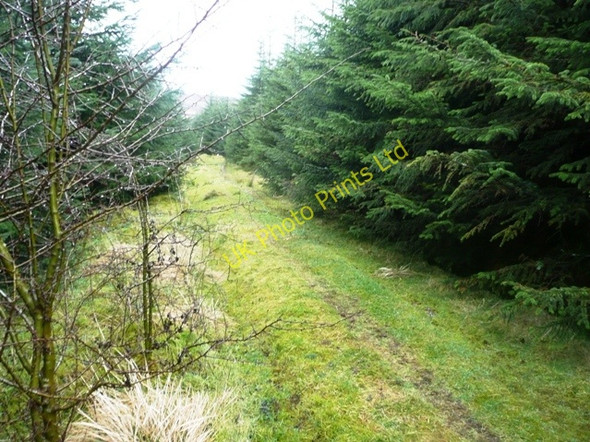Photo 6"x4" In Mynydd Du Forest Capel-y-ffin c2008