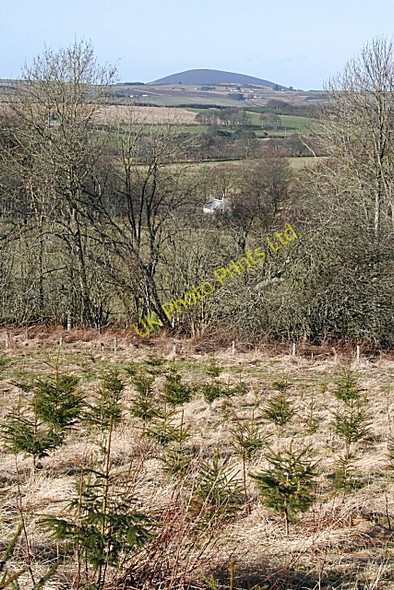 Photo 6"x4" Woodland near Auchintoul Aberchirder c2008